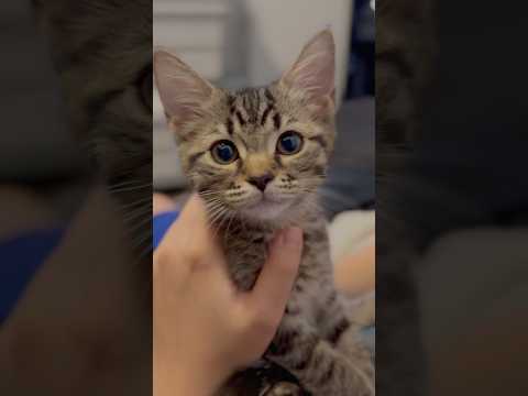 子猫の頃から愛されて育った結果...!! cat 猫 サムネイル