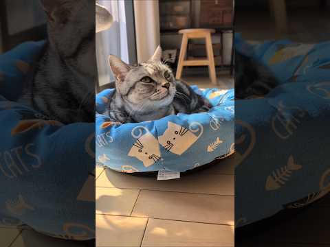 アメショーのラッテ アメショ アメリカンショートヘア 猫との暮らし 猫と暮らす家猫 サムネイル