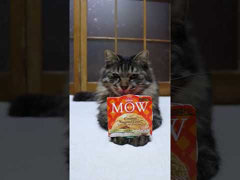 MOW(モウ) クリーミーキャラメルラテ　260305　のせ猫　 cat ネコ cute　 猫のいる暮らし　 ねこ… サムネイル