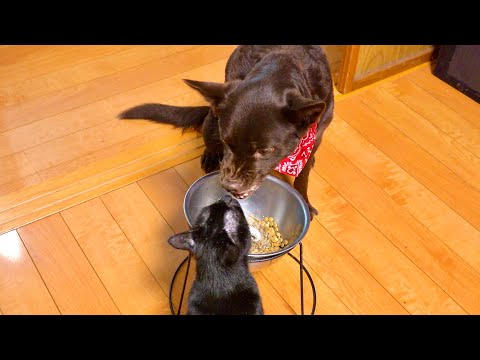 ワンコが大好きなご飯を猫が横取りするとこうなる サムネイル