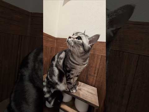 アメショーのラッテ アメショ アメリカンショートヘア 猫と暮らす家＃猫との暮らし猫 サムネイル