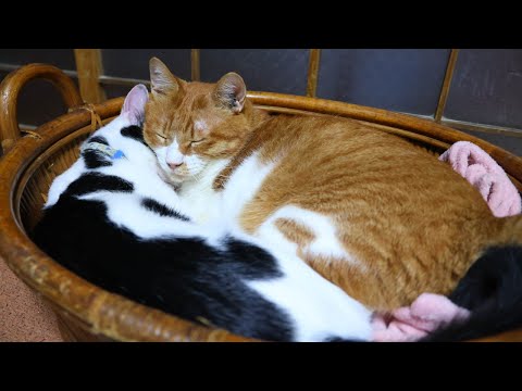 かごのぽんとチビ　260109 サムネイル