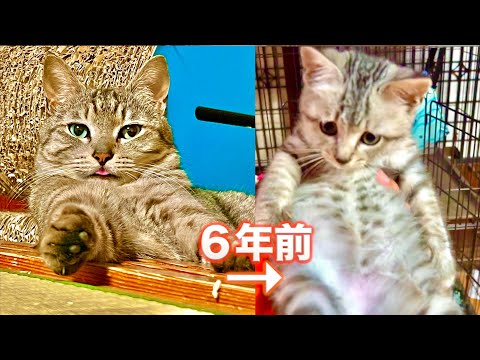 世界進出した男猫ポン吉。６年前の姿が別猫すぎました。。
