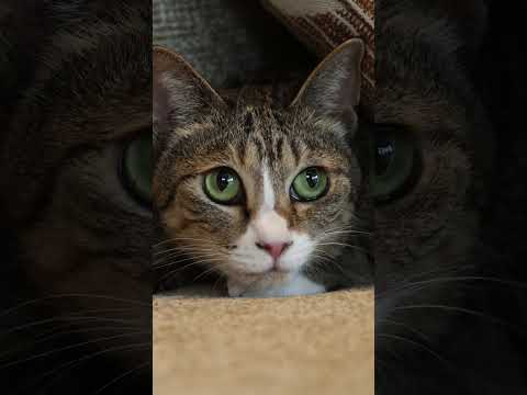 HEBEL HAUS｜ペットが幸せ、というしあわせ。 サムネイル