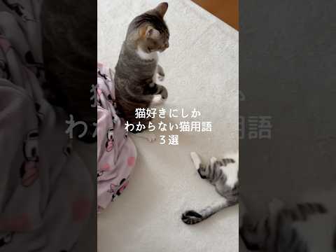 猫好きにしかわからない猫用語3選 猫 ねこ 猫のいる暮らし 保護猫 猫のいる生活 雑学 豆知識 VOICEVOX:ずん… サムネイル