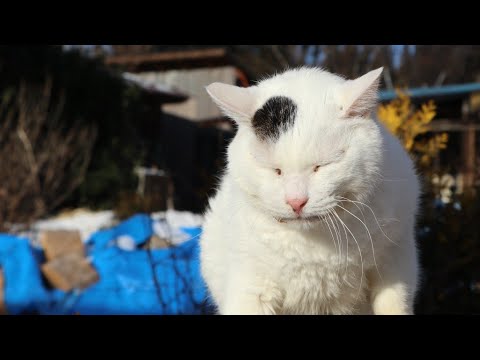 こたつの猫たち がライブ配信中！　2026年2月7日 サムネイル