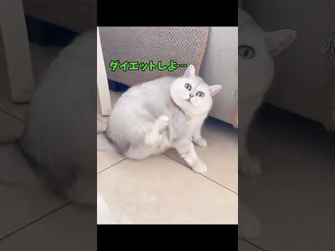 もんげーかわいい猫さん😍 サムネイル