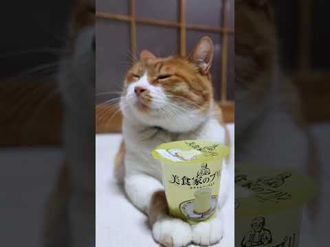 美食家のプリン　260418　のせ猫　 cat　 cute　 ネコ　 cutecat　 ねこ　 猫のいる暮らし　 猫… サムネイル