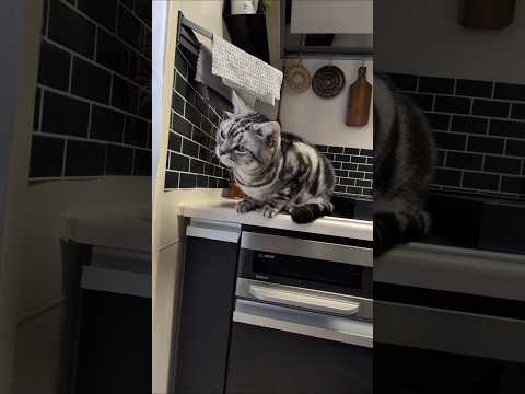 アメショーのラッテ アメショ アメリカンショートヘア 猫と暮らす家猫との暮らし猫 サムネイル