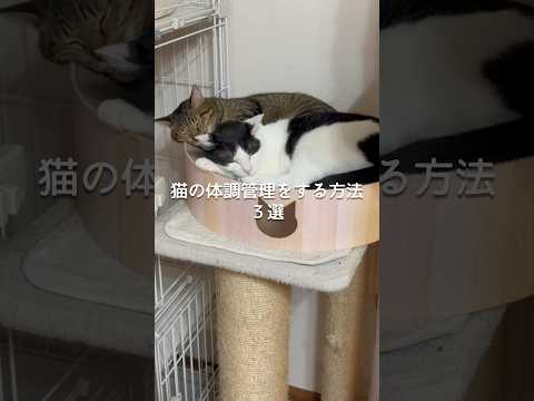 猫の体調管理をする方法3選 猫 ねこ 保護猫 猫のいる暮らし 猫好きさんと繋がりたい ねこのいる生活 ねこ動画 猫好き… サムネイル