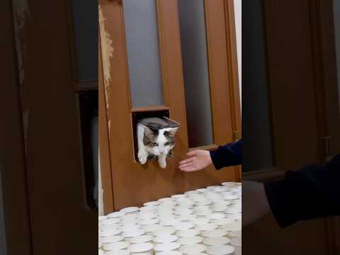 猫扉、詰まる サムネイル