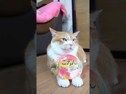 くだものごろん ミックスゼリー 260913 cat のせ猫 cute ねこ 猫のいる暮らし くだものごろん…