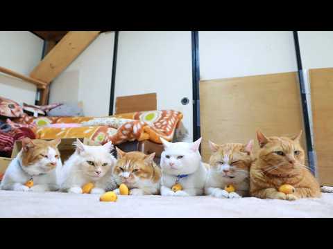 びわの実 のせ猫 260723