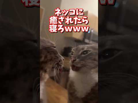 ネッコの動画で癒されたら寝ろｗｗｗ　2ch  動物  猫 癒やし ねこ動画 サムネイル