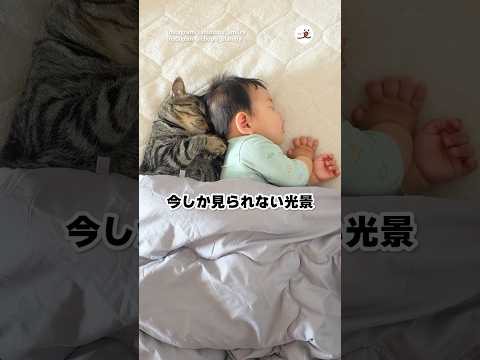 双子かと思った🐱👶｜PECO サムネイル