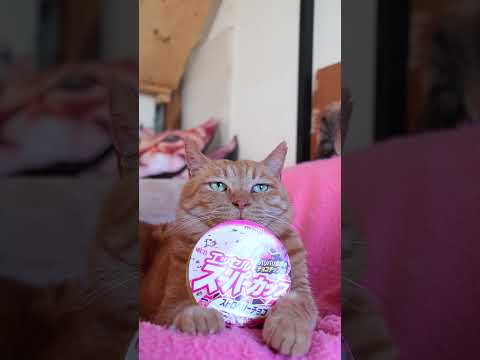 明治 エッセル スーパーカップ ストロベリーチョコ　260615　 cat のせ猫 cute　 明治ねこ エッセル c… サムネイル