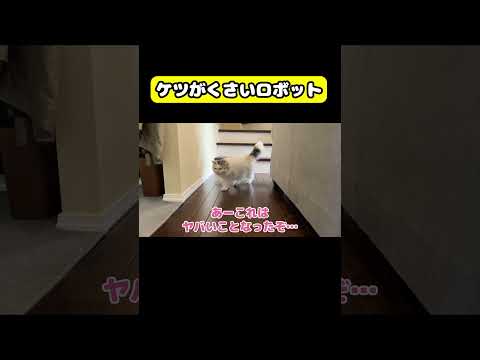 ケツのくさいロボット　猫 おもしろ アテレコ ニャンチューバーつくし サムネイル