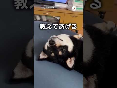 【柴犬】とっておきの秘密｜PECO サムネイル