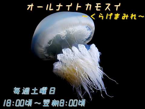 オールナイトカモスイ　～くらげまみれ～ 248　ビゼンクラゲ サムネイル