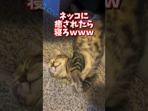 ネッコの動画で癒されたら寝ろｗｗｗ　2ch  動物  猫 癒やし ねこ動画 ねこ
