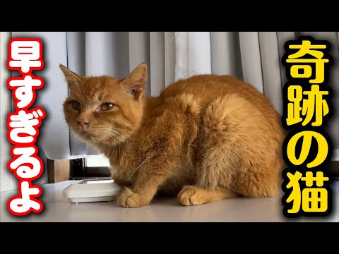 出生率20000分の1の猫についてご報告があります サムネイル