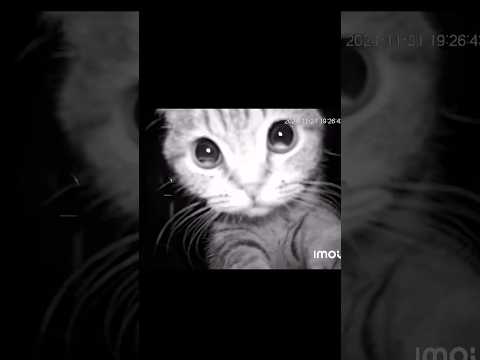 うつっちゃった/// 猫 cat cats cute サムネイル