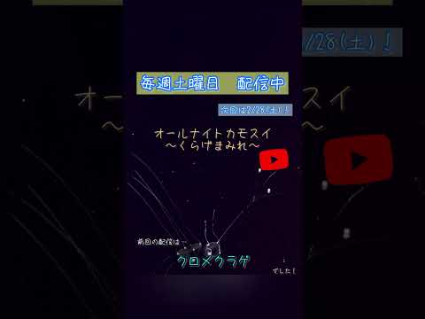 第241回 オールナイトカモスイ〜くらげまみれ〜 クロメクラゲ shorts サムネイル