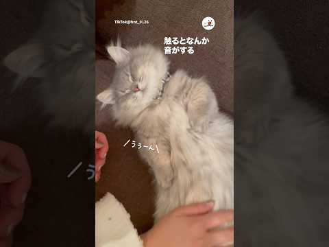 音がする猫｜PECO サムネイル