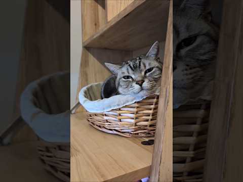 アメショーのラッテ アメショ アメリカンショートヘア 猫と暮らす家＃猫との暮らし猫 サムネイル