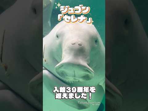 《鳥羽水族館》ジュゴン「セレナ」が4/15で入館39周年を迎えました👏✨ サンキュー❣️ 鳥羽水族館 tobaaqua…