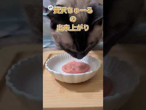 シャム猫ベンガル猫shorts funny cat猫ベンガルシャムmix サムネイル