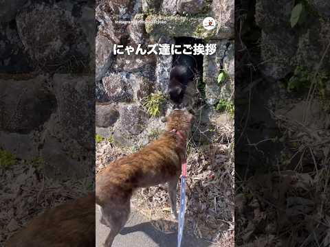 地域猫ちゃんとの挨拶｜PECO サムネイル