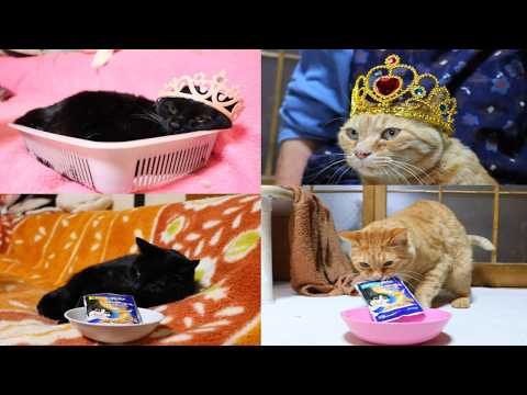 チャトラとごま　5歳　ハッピーバースデー　260429 サムネイル