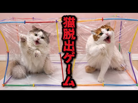 透明の箱に閉じ込められた猫たちの脱出ゲーム サムネイル