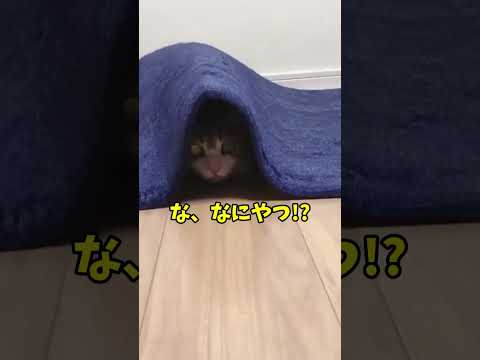地球にこんな奇跡があったなんて…！😭