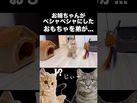 お姉ちゃん猫がベシャベシャにしたおもちゃを弟猫が...#shorts #猫 #猫のいる暮らし サムネイル