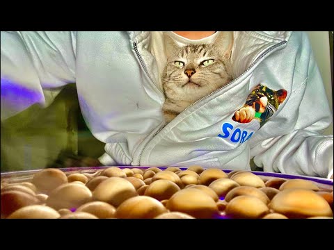Deep Relax ASMR｜Cat Purring & Wooden Balls【live】 サムネイル