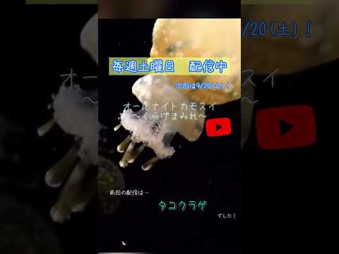 第218回 オールナイトカモスイ〜くらげまみれ〜 タコクラゲ shorts サムネイル