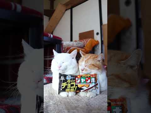 チョコモナカジャンボ＜冬限定＞　260104　のせ猫　 cat ねこ ネコ　 猫のいる暮らし　 cute　 猫のいる生… サムネイル