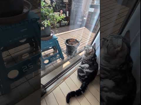 アメショーのラッテ #アメショ ＃アメリカンショートヘア＃猫との暮らし#猫と暮らす家#猫 サムネイル