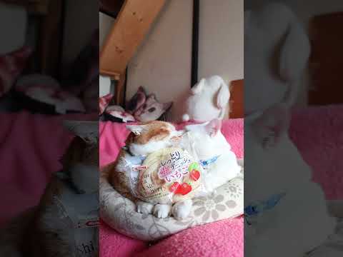 しっとり生デニッシュ いちご　260201　のせ猫　 cat cute ねこ　 猫のいる暮らし　 cutecat　 ネ… サムネイル