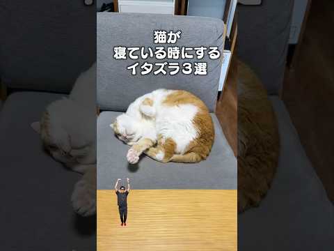 話題の猫イタズラ！寝ている時の神回ベスト3 サムネイル