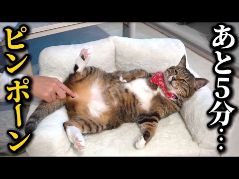 元ボス猫を家族に迎えたら家猫生活を満喫するただのトトロでした サムネイル