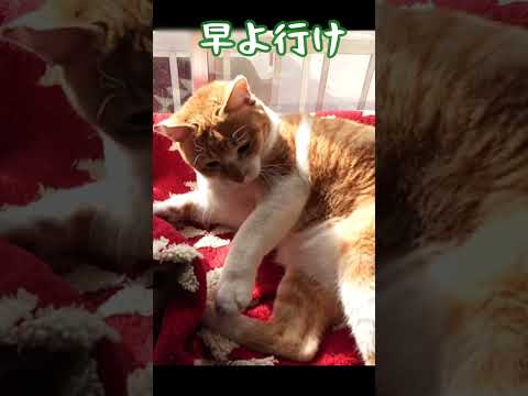 猫に「行ってくるよ」と言ったら‥ 元野良猫チャチャ ねこ 猫武将 猫 cat formerstraycat サムネイル