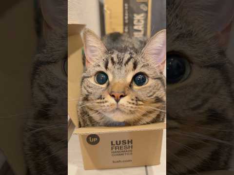 モフモフの箱入り娘(猫)が可愛すぎる... cat 猫