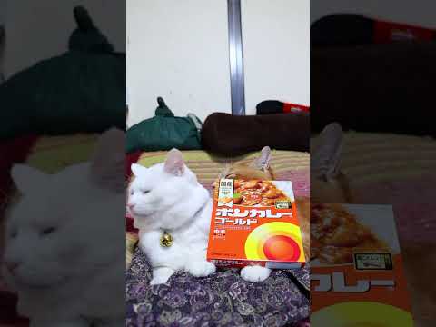 ボンカレーゴールド＜中辛＞　260311　のせ猫　 cat　 cute　 ネコ　 ねこ　 猫のいる暮らし　 kitte… サムネイル