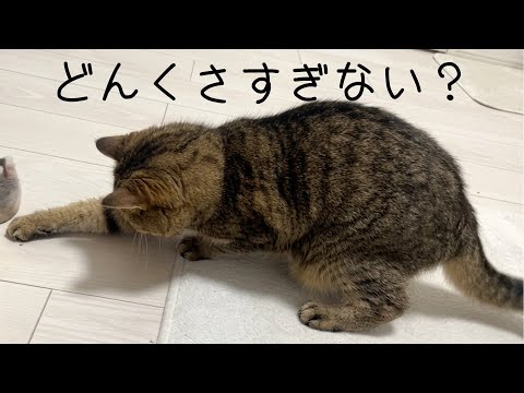 部屋に侵入した小虫に弄ばれてしまう鈍臭ネコでした…