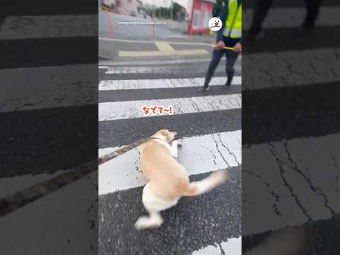 可愛がってくれるおじちゃん発見して…｜PECO サムネイル
