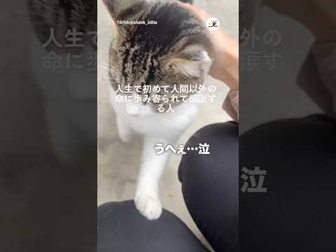 人生で初めて人間以外の命に歩み寄られた｜PECO サムネイル