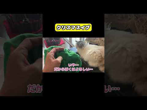 クリスマスイブ　猫 おもしろ アテレコ ニャンチューバーつくし サムネイル